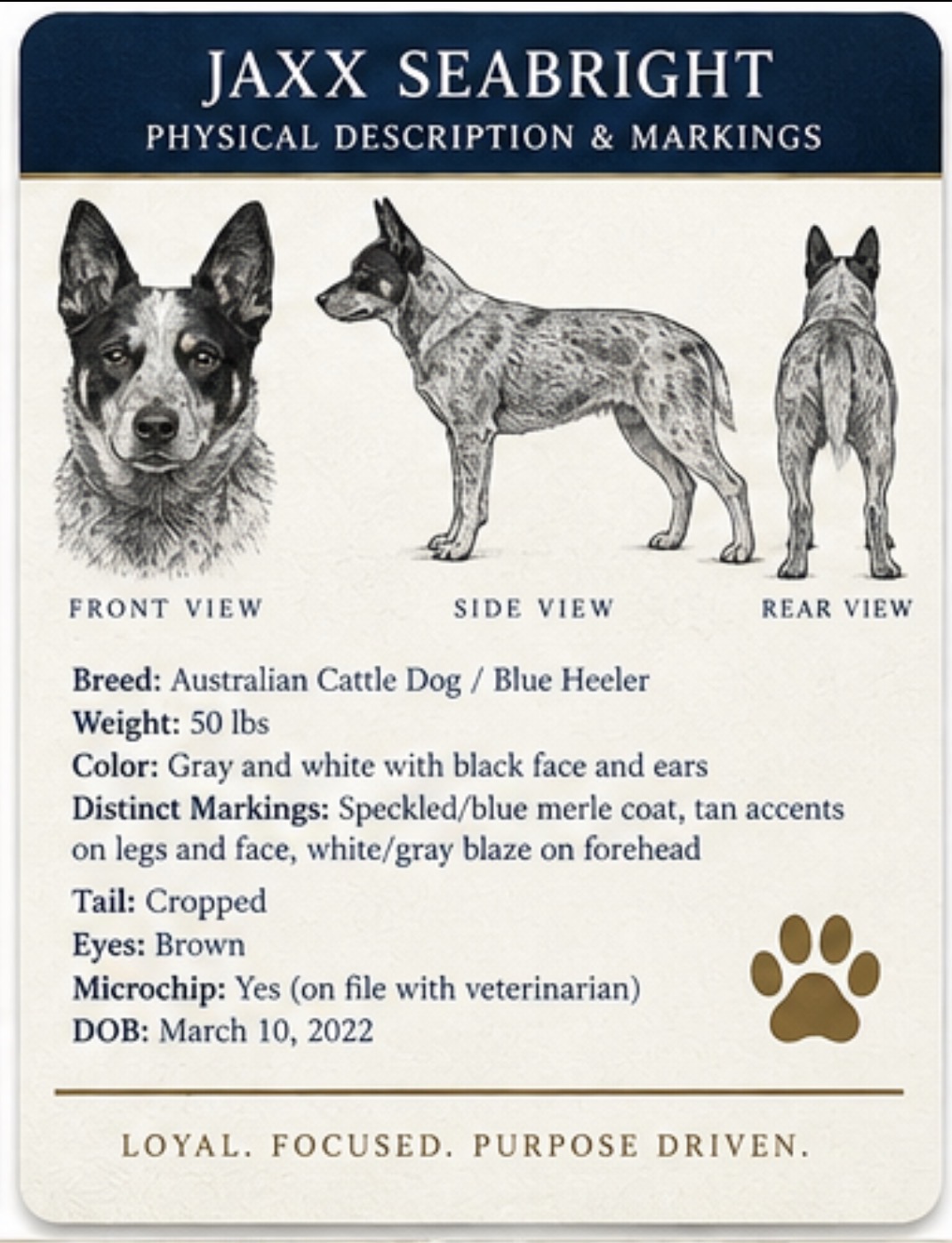 Physical description and markings card for Jaxx Seabright showing front, side, and rear views with breed, color, markings, tail, eyes, and microchip details